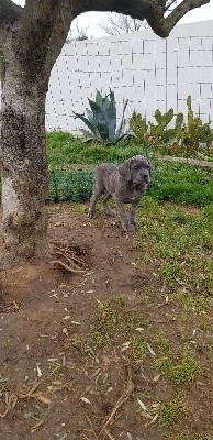 Des Gardiens Des Paludiers - Cane Corso - Portée née le 29/10/2021